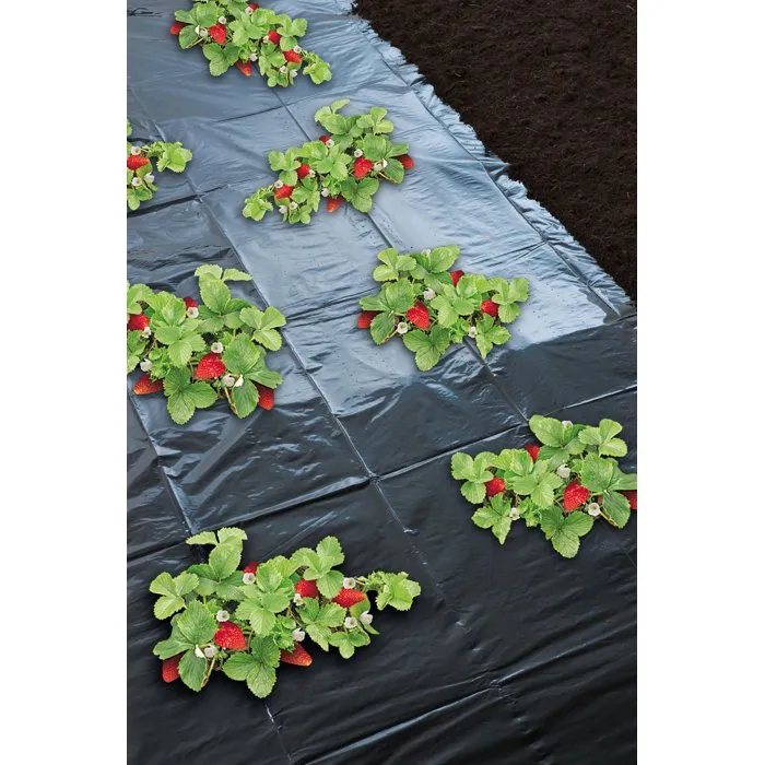 Nature Film de Paillage Fraises Noir Micro-Perforé (50µ, 1.4x10 m) Anti-UV - Limite Dessèchement et Mauvaises Herbes