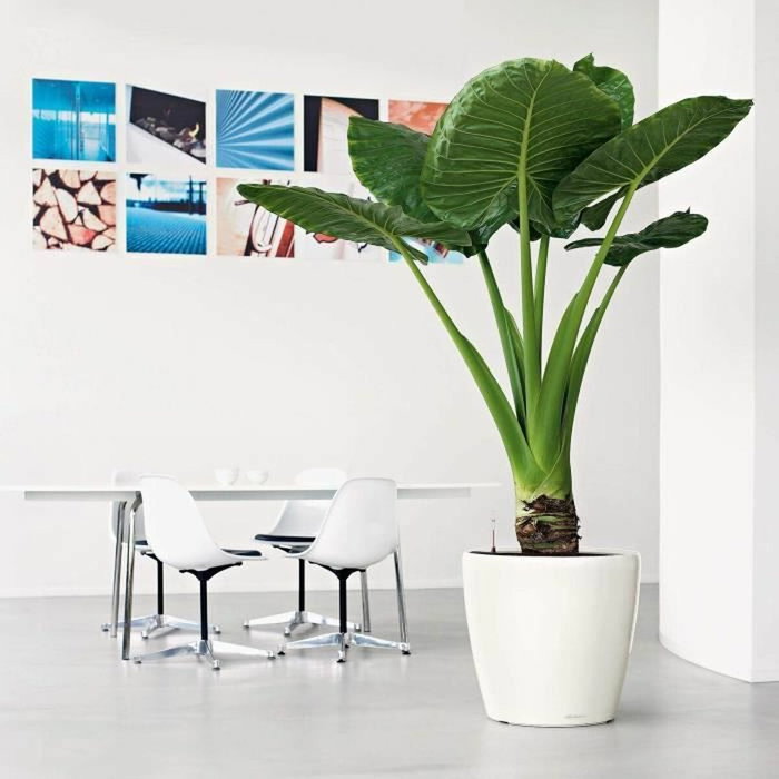 Lechuza Pot de fleurs Classico premium LS 50 Blanc brillant