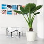 Lechuza Pot de fleurs Classico premium LS 50 Blanc brillant