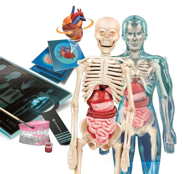 Clementoni Jeu d'Anatomie Superanatomía - Science et Découverte du Corps Humain - Puzzle et Maquette - 45,1 x 31,1 x 7 cm - Dès 8 ans