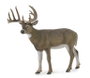 COLLECTA Cerf à queue blanche - L