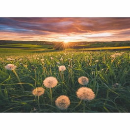 Ravensburger Puzzle Pissenlits au crépuscule - 500 pièces