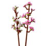 LEGO Flowers 40725 Fleurs de Cerisier, Set de Construction Botanique avec Fleurs Roses et Blanches pour Adultes et Enfants 8 Ans et Plus