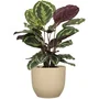 Deroma Pot de fleurs rond 10 L Marron Ø 27 cm