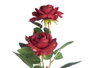IBERGARDEN Lot de 12 Plantes Roses en Pots Assortis