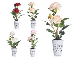 IBERGARDEN Lot de 12 Plantes Roses en Pots Assortis