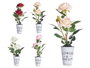 IBERGARDEN Lot de 12 Plantes Roses en Pots Assortis