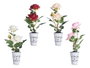 IBERGARDEN Lot de 12 Plantes Roses en Pots Assortis