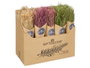 Giftdecor Ramillete Centeno Naturel Surtis Couleurs 10 x 40 x 10 cm (Set de 24)