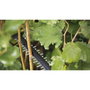 Bosch UniversalHedgeCut 18-50 - Taille-haies sans fil (outil seul)
