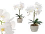 IBERGARDEN Orchidée 2 tiges en pot ciment blanc