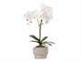 IBERGARDEN Orchidée 2 tiges en pot ciment blanc