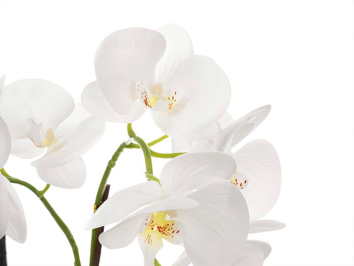 IBERGARDEN Orchidée 2 tiges en pot ciment blanc IBERGARDEN Orchidée 2 tiges en pot ciment blanc
