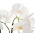 IBERGARDEN Orchidée 2 tiges en pot ciment blanc