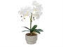 IBERGARDEN Orchidée 2 tiges en pot ciment blanc