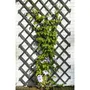 Nature Treillis extensible en bois anthracite - 150 x 50 cm