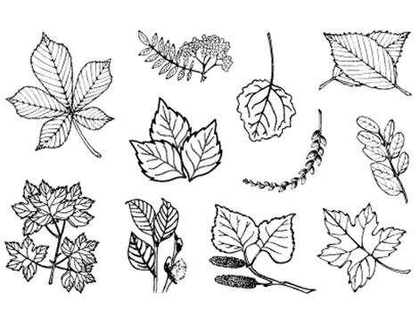 Innspiro Set de tampons acryliques Feuilles n°1 9,5x14,5cm