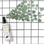 Spray capillaire anti-odeur Phyto Paris Phytodetox 150ml 150 ml Rafraîchissant