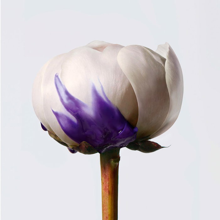 Shu Uemura YUBI BLONDE Shampooing Perfecteur Violet 300 ml pour Cheveux Blonds