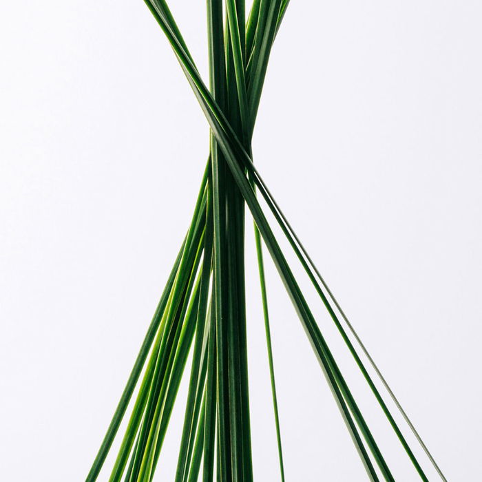 Loewe ESENCIA Eau de Toilette Vaporisateur 150 ml, Parfum Boisé Aromatique Oriental pour Homme