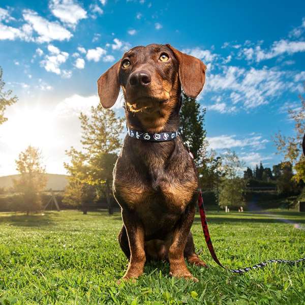 Cerdá Collier Premium pour Chien Mickey T3S - Modèle S/M - Couleur Noir