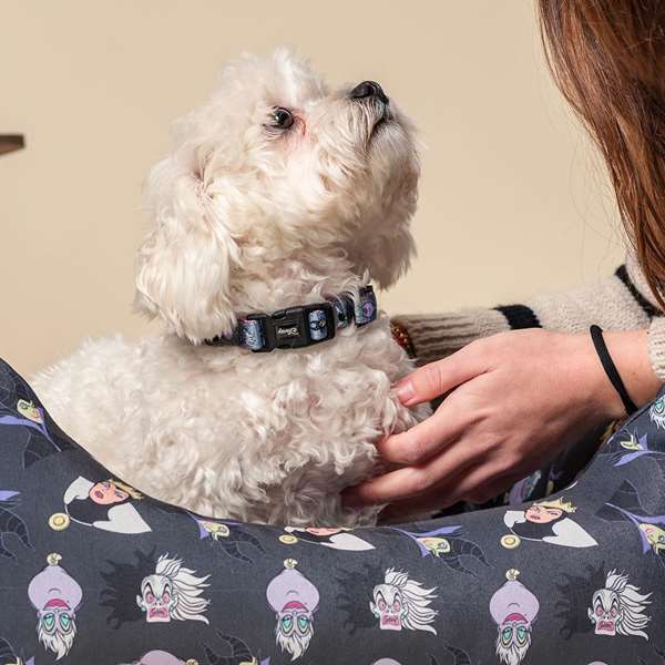 Disney Villanas T2XS Collar Premium pour Chiens - Taille XS/S, Couleur Gris