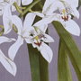 DKD Home Decor Cadre Verre Sapin Fleurs 50 x 60 x 2,8 cm (Lot de 6)