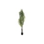 DKD Home Decor Plante décorative Palmier Vert (100 x 100 x 240 cm)