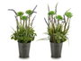 Ibergarden Pot Métal Lavande Modèles Assortis 13x40x13cm Plastique/Métal Violet Blanc Vert (Set de 12)