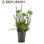 Ibergarden Pot Métal Lavande Modèles Assortis 13x40x13cm Plastique/Métal Violet Blanc Vert (Set de 12)