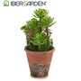 Ibergarden Macette Vieillie Moyenne 16x23x16 cm Plastique Vert et Marron (Set de 12)