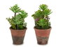 Ibergarden Macette Vieillie Moyenne 16x23x16 cm Plastique Vert et Marron (Set de 12)