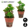 Ibergarden Macette Vieillie Moyenne 16x23x16 cm Plastique Vert et Marron (Set de 12)