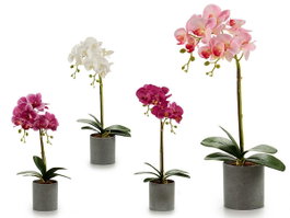 Ibergarden Orquidea Maceta Redonda Gris 51 cm Plastique Diamètre 10 cm (Set de 12)