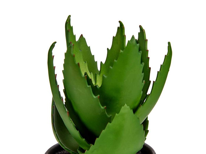 Ibergarden Maceta Planta Aloe Vera Grande 15x23x15 cm Plastique Vert/Gris (Set de 12)