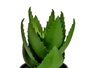Ibergarden Maceta Planta Aloe Vera Grande 15x23x15 cm Plastique Vert/Gris (Set de 12)
