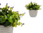 Ibergarden Plante Verte Fleur Lilas avec Pot Gris 21x20x21 cm (Set de 8)