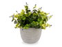 Ibergarden Plante Verte Fleur Lilas avec Pot Gris 21x20x21 cm (Set de 8)