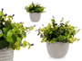 Ibergarden Plante Verte Fleur Lilas avec Pot Gris 21x20x21 cm (Set de 8)