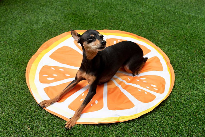 Mascow Tapis Rafraîchissant pour Animal Orange 60 cm (Set de 6)