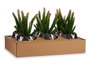 IBERGARDEN Cactus Artificiel en Pot Céramique Argent 10 x 20 x 10 cm (Set de 12)