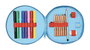 Safta - Plumier rond 18 pièces Cleo & Cuquin "Good Night" - Trousse scolaire - Dimensions : 21 x 3,5 cm - À partir de 3 ans