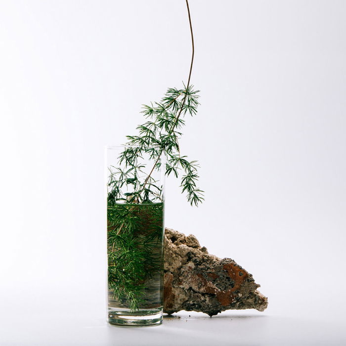 Loewe SOLO LOEWE CEDRO Eau de Toilette Vaporisateur 100 ml