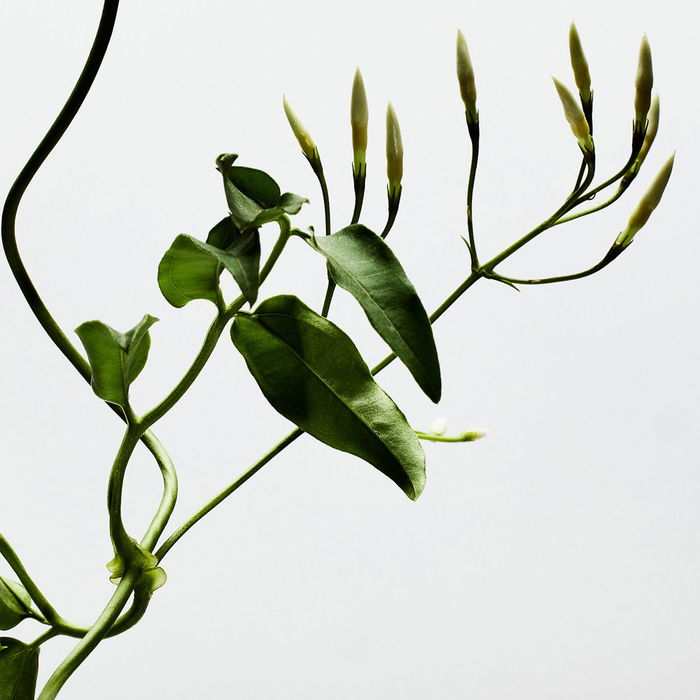 Loewe LOEWE 001 WOMAN Eau de Parfum Vaporisateur 100 ml Floral Oriental Femme