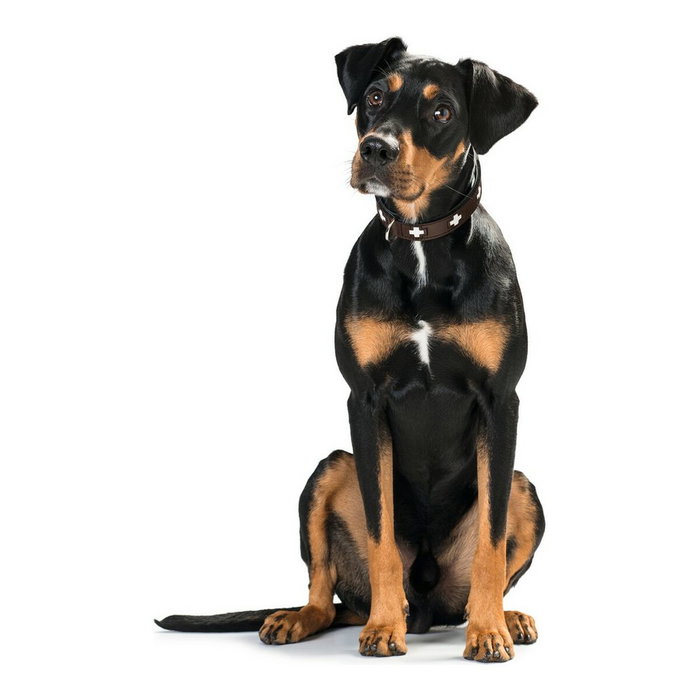 Hunter Collier pour Chien Hunter Swiss Negro, marrón (35-39.5 cm) Hunter Collier pour Chien Hunter Swiss Negro, marrón (35-39.5 cm)