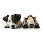 Jouet pour chien en peluche Hunter Faro Marron Gris Polyester Cochon