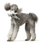 Jouet pour chien en peluche Hunter Skagen Gris Polyester Bison