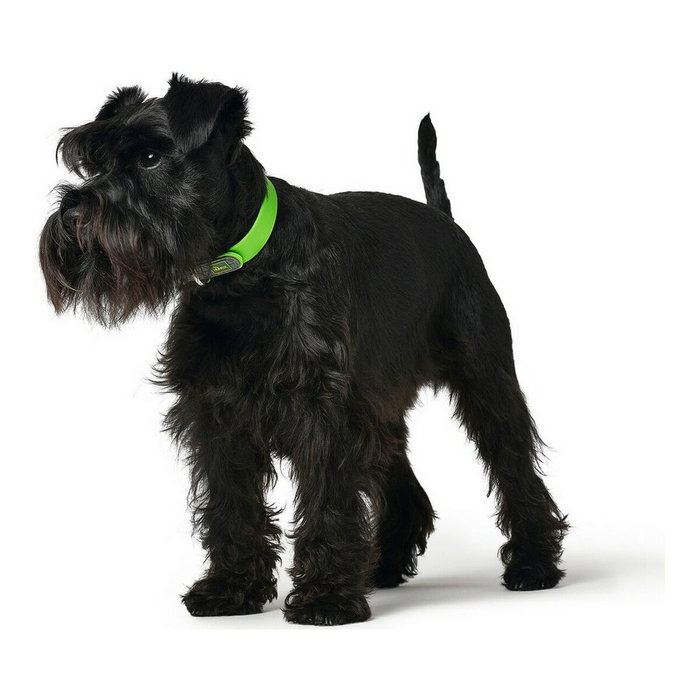 Collier pour Chien Hunter Convenience Taille S Vert (28-36 cm) Collier pour Chien Hunter Convenience Taille S Vert (28-36 cm)