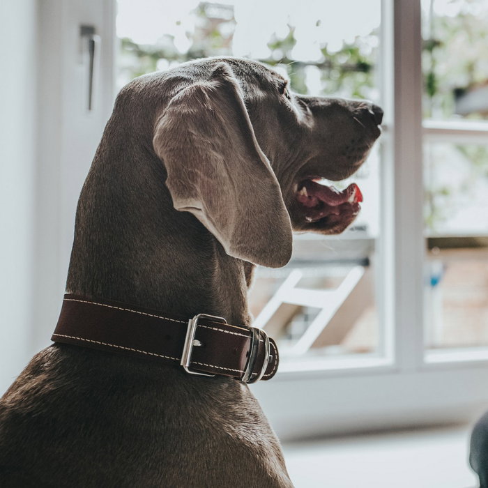 Collier pour Chien Hunter Aalborg Special Cognac 36-44 cm