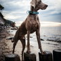 Hunter Collier pour Chien Hunter Plus Fil turquoise Turquoise Taille XL (45-70 cm) đemó
